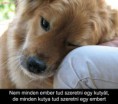 /album/fenykepgaleria/kutya-jpg/