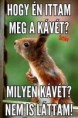 /album/kepgaleria-en/2d7bc52e21ea2fe548e628c72f849972-jpg/