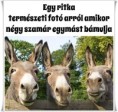 /album/kepgaleria-en/3f304695bb2fef2bb40654afd538a8d3-jpg/