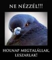 /album/kepgaleria-en/98aeabd99912cc4ad5afcc78376e0b76-jpg/